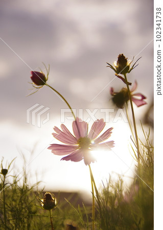Backlit Cosmos 102341738