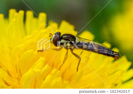 The female longfly Sphaerophoria scripta sits on a dandelion petal The female longfly Sphaerophoria scripta sits on a dandelion petal 102342017