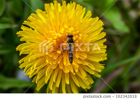 The female longfly Sphaerophoria scripta sits on a dandelion petal 102342018
