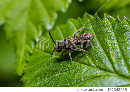 Closeup on a female furrow banded sweat bee, Lasioglossum zonulum, on a green leaf Closeup on a female furrow banded sweat bee, Lasioglossum zonulum, on a green leaf 102342019