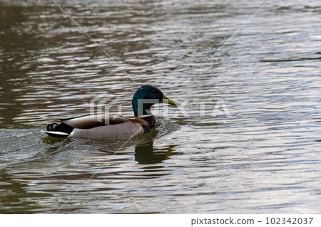 Mallard duck swimming on a pond picture with reflection in water. One mallard duck quacking on a lake Mallard duck swimming on a pond picture with reflection in water. One mallard duck quacking on a lake 102342037