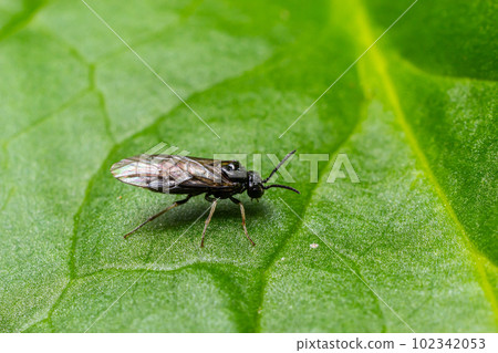 Aquilegia sawfly called also columbine sawfly Pristiphora rufipes. Common pest of currants and gooseberries in gardens and cultivated plantations Aquilegia sawfly called also columbine sawfly Pristiphora rufipes. Common pest of currants and gooseberries in gardens and cultivated plantations 102342053