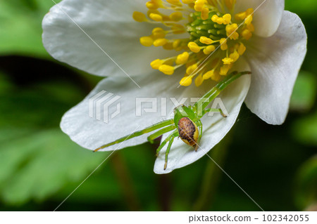 The Green Crab Spider, Diaea dorsata, hunts for prey on a white wood anemone flower The Green Crab Spider, Diaea dorsata, hunts for prey on a white wood anemone flower 102342055