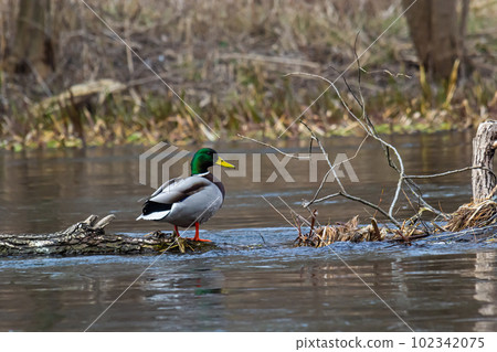 Mallard duck swimming on a pond picture with reflection in water. One mallard duck quacking on a lake 102342075