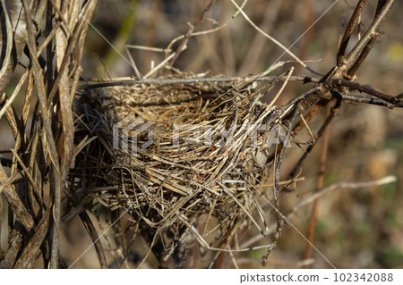 Empty bird's nest. Spring forest, in the bush there is an abandoned nest of a bird, which may return to lay eggs and raise offspring 102342088