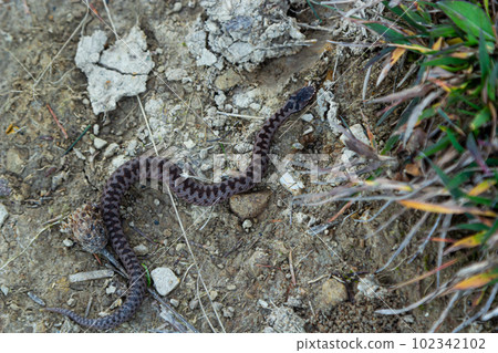 Adder viper snake Vipera berus getting away from the stone Adder viper snake Vipera berus getting away from the stone 102342102