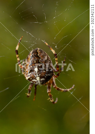 Spider Araneus diadematus with a cross on its back on a web against a tree background Spider Araneus diadematus with a cross on its back on a web against a tree background 102342111
