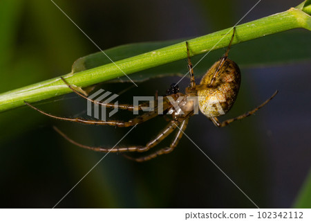 Nice macro image of a spider web sitting on its web with a blurred background and selective focus. A spider in a web is a close-up image of a spider in a garden Nice macro image of a spider web sitting on its web with a blurred background and selective focus. A spider in a web is a close-up image of a spider in a garden 102342112