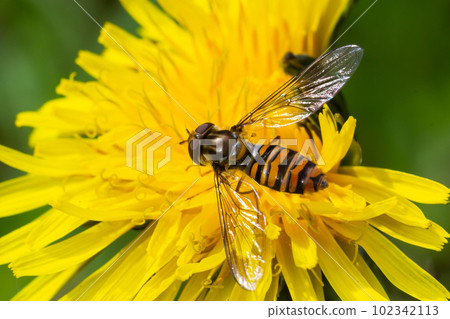 Marmalade hoverfly, Episyrphus balteatus, posed on a yellow flower Marmalade hoverfly, Episyrphus balteatus, posed on a yellow flower 102342113