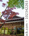 Green maple leaves at Tenjuan, Nanzenji Temple 102342263