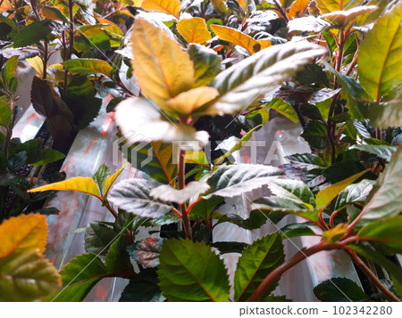 plant photos for background plant photos for background 102342280