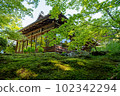 Green maple and moss at Tenjuan, Nanzenji Temple 102342294