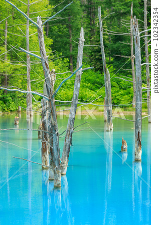 Biei, Hokkaido _ Superb view of Blue Pond Biei, Hokkaido _ Superb view of Blue Pond 102342354
