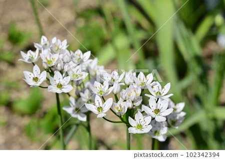 Allium roseum (Agaricaceae Allium genus) 102342394