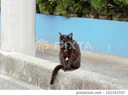 I took a picture of Kuroneko in my neighborhood. 102342507