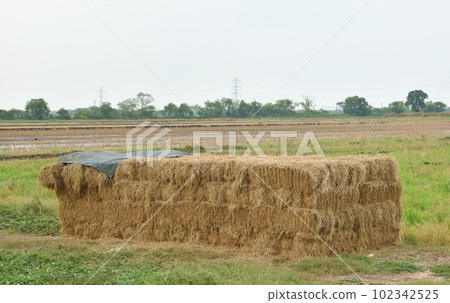 straw cut stacking on paddy field landscape in Thailand straw cut stacking on paddy field landscape in Thailand 102342525