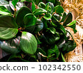 plant photos for background 102342550