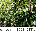 plant photos for background 102342551