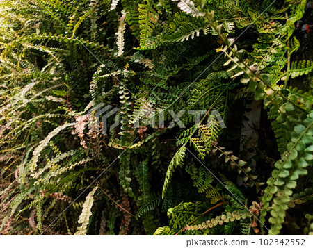 plant photos for background 102342552