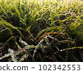 plant photos for background 102342553
