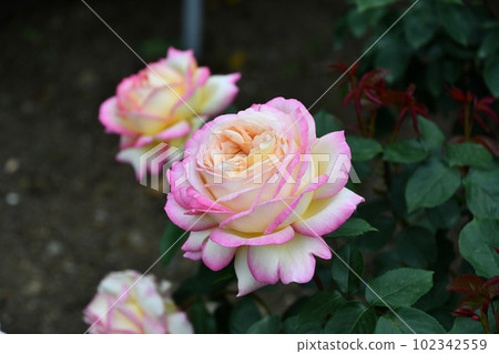 Rose "Mitsuko" Rose "Mitsuko" 102342559