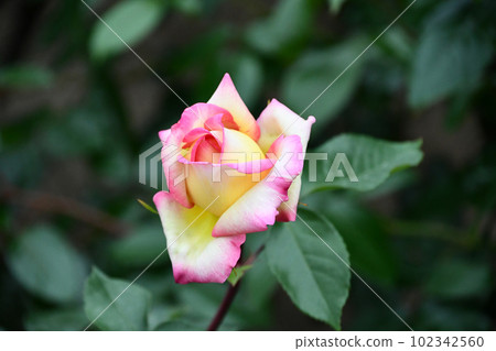 Rose "Mitsuko" Rose "Mitsuko" 102342560