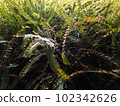 plant photos for background 102342626