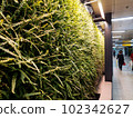 plant photos for background 102342627