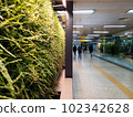 plant photos for background 102342628