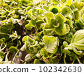plant photos for background 102342630