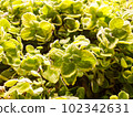 plant photos for background 102342631