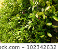 plant photos for background 102342632