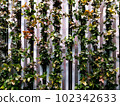 plant photos for background 102342633