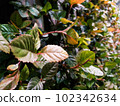 plant photos for background 102342634
