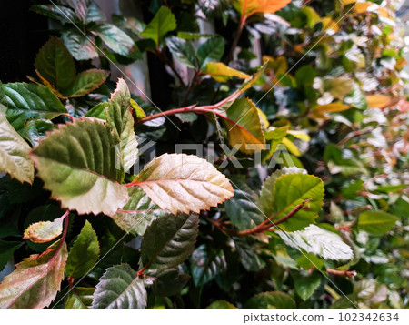 plant photos for background 102342634