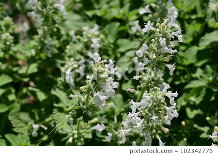 貓薄荷 fascinialba（唇形科，貓薄荷） 102342776