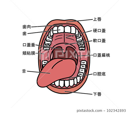 口腔解剖學（帶字母）-插圖素材[102342893] - PIXTA圖庫