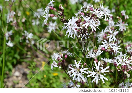 Lychnis white robin (Caryophyllaceae, genus Lychnis) Lychnis white robin (Caryophyllaceae, genus Lychnis) 102343113