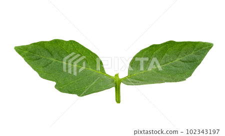 Tomato leaves Tomato leaves 102343197