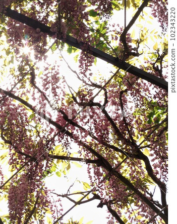 Background material Sunlight on wisteria trellis Early summer image 102343220