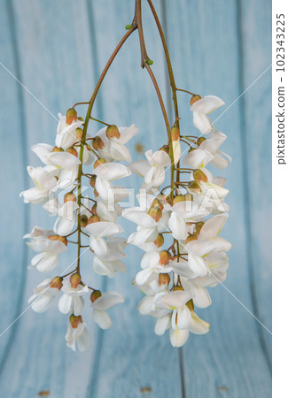 Blossoming acacia with leafs isolated on blue background, Acacia flowers, Robinia pseudoacacia 102343225