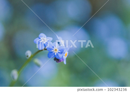 refreshing forget-me-not 102343236