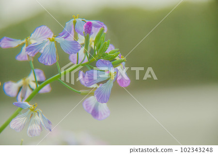 fresh radish flower 102343248