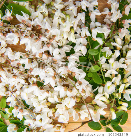 Blossoming acacia with leafs isolated on wood background, Acacia flowers, Robinia pseudoacacia 102343249