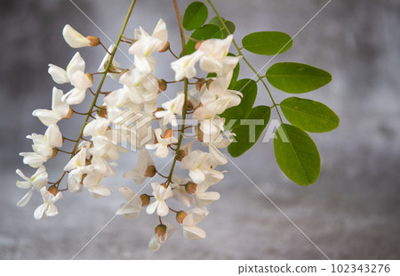 Blossoming acacia with leafs isolated on grey background, Acacia flowers, Robinia pseudoacacia 102343276