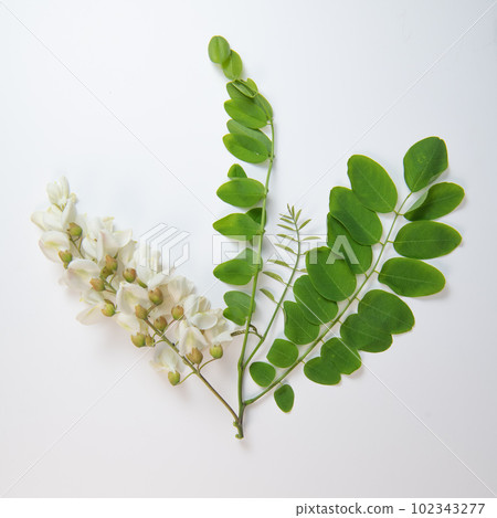 Blossoming acacia with leafs isolated on white background, Acacia flowers, Robinia pseudoacacia 102343277