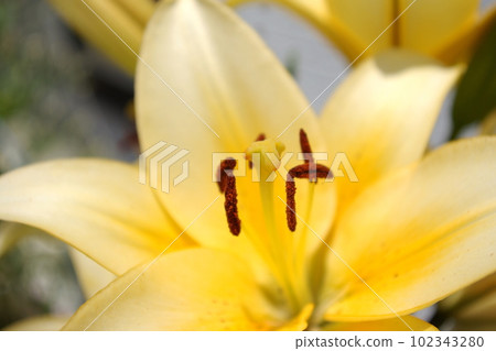 關閉黃色百合雄芯花蕊 102343280