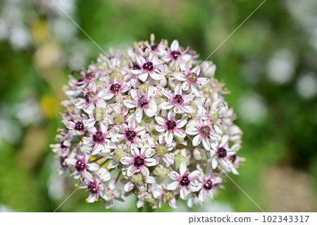 Allium Silver Spring (Agaricaceae, Allium subfamily) Allium Silver Spring (Agaricaceae, Allium subfamily) 102343317