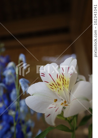 White lily that blooms gorgeously in a hand wash White lily that blooms gorgeously in a hand wash 102343341