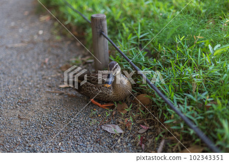 Koishikawa Korakuen, Summer 2022, Ducks taking a break 102343351